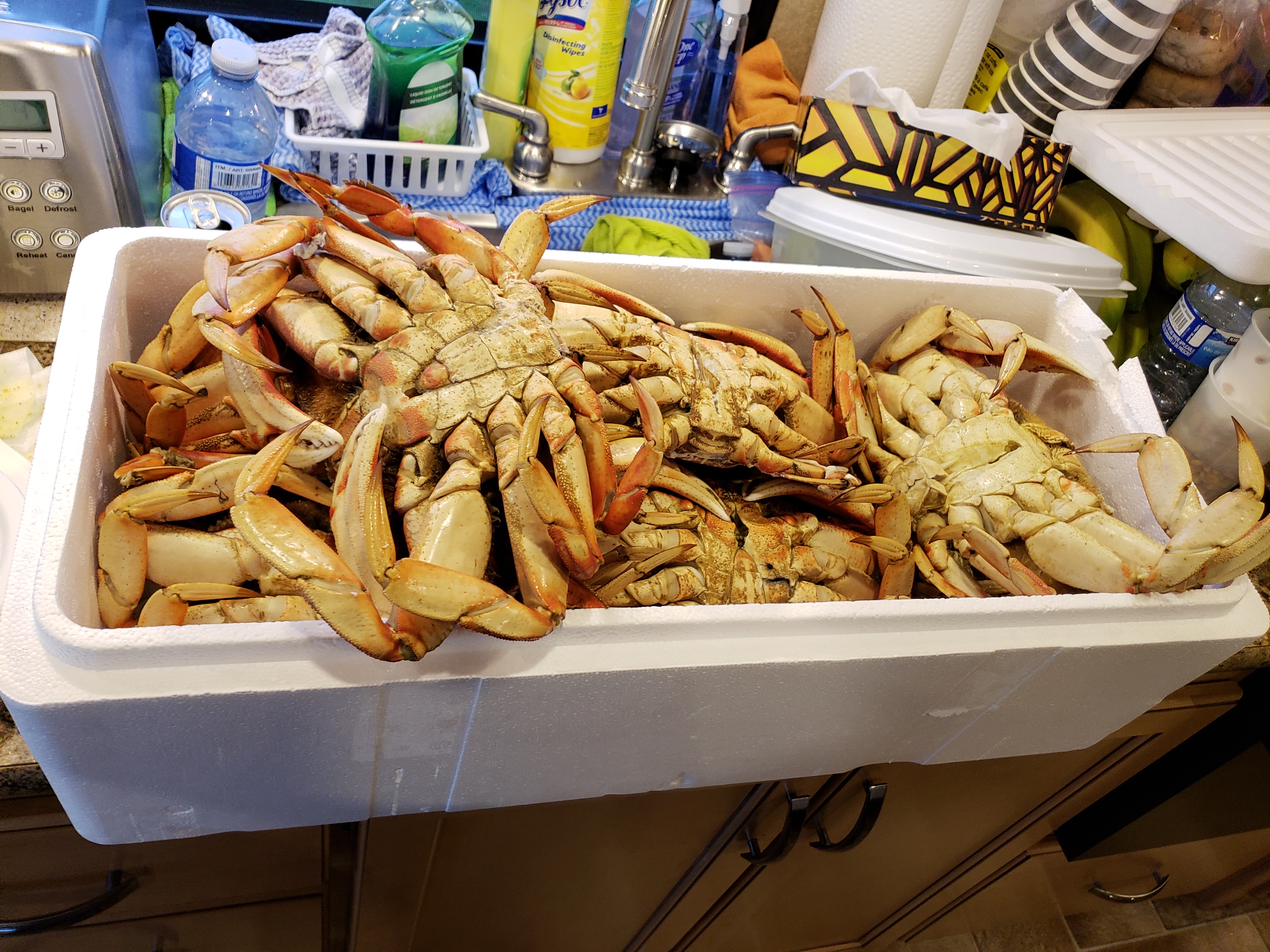 131 Dunguness Crab